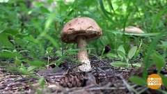 Грибной сезон. Не знаешь — не бери. Доброе утро. Фрагмент выпуска от 14.08.2018