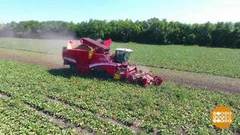 Свекла выросла — сахар будет! Доброе утро. Фрагмент выпуска от 16.08.2018