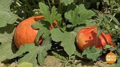 В поисках сладкой тыквы. Доброе утро. Фрагмент выпуска от 04.09.2018