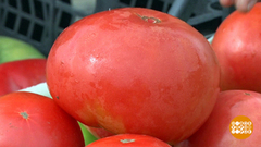 Тыквы и помидоры идут на рекорд. Доброе утро. Фрагмент выпуска от 24.09.2018