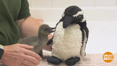 В мире. Спасли пингвиненка. Доброе утро. Фрагмент выпуска от 25.09.2018