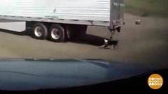 В мире. Спасение пса. Доброе утро. Фрагмент выпуска от 04.10.2018