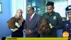 В мире. Захват контрабандных зверей. Доброе утро. Фрагмент выпуска от 09.10.2018