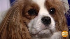 В поисках Муму: сплошное мимими. Доброе утро. Фрагмент выпуска от 09.11.2018