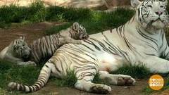 В мире. Белые тигрята. Доброе утро. Фрагмент выпуска от 16.11.2018