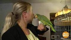 Как научить попугая разговаривать. Доброе утро. Фрагмент выпуска от 06.12.2018