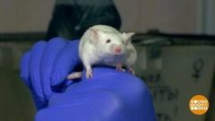 Насморк: при чем тут мыши? Доброе утро. Фрагмент выпуска от 11.12.2018