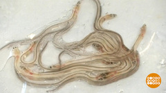 В мире. Контрабанда угрей. Доброе утро. Фрагмент выпуска от 01.02.2019