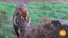 В мире. Трагедия в зоопарке. Доброе утро. Фрагмент выпуска от 18.02.2019