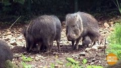 В мире. Дикие свинки-пекари. Доброе утро. Фрагмент выпуска от 05.06.2019