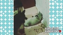 Кот и пес. Видели видео? Фрагмент выпуска от 09.06.2019