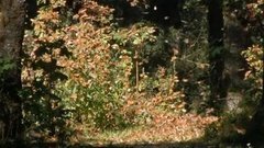 В мире. Королевские бабочки. Доброе утро. Фрагмент выпуска от 03.12.2015