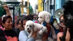 В мире. Закон о животных. Доброе утро. Фрагмент выпуска от 08.12.2015