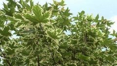 Деревья в городе. Доброе утро. Фрагмент выпуска от 19.08.2016