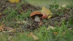 Грибы в городе. Доброе утро. Фрагмент выпуска от 26.08.2016