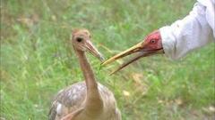 Журавлиное вече. Доброе утро. Фрагмент выпуска от 13.09.2016