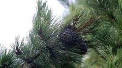 Чьи в лесу шишки. Доброе утро. Фрагмент выпуска от 11.10.2016