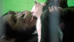 Про Лею и Бобби. Доброе утро. Фрагмент выпуска от 02.11.2016