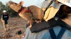 В мире. День независимости. Доброе утро. Фрагмент выпуска от 09.11.2016