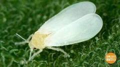 Вредителей — долой! Доброе утро. Фрагмент выпуска от 06.04.2017