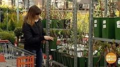 Саженцы плодовых деревьев. Доброе утро. Фрагмент выпуска от 17.04.2017