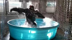 Зажигательное представление устроила в одном из зоопарков Техаса горилла. Хиты интернета