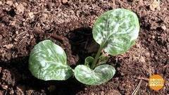 Зубная паста против гусениц. Доброе утро. Фрагмент выпуска от 30.07.2017