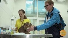 Дорогие наши питомцы. Доброе утро. Фрагмент выпуска от 03.07.2017