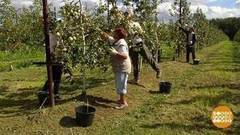 Мокрое лето? Фруктовое лето! Доброе утро. Фрагмент выпуска от 20.07.2017