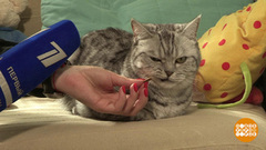 Мистер Франклин против кошек. Доброе утро. Фрагмент выпуска от 14.08.2017