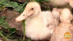 Откармливаем утку. Доброе утро. Фрагмент выпуска от 17.08.2017