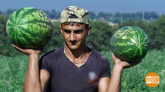 Персики тоннами и арбузы-гиганты. Доброе утро. Фрагмент выпуска от 22.08.2017