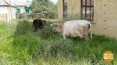 Буренка на штрафстоянке. Доброе утро. Фрагмент выпуска от 24.08.2017