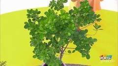 Растения-санитары. Жить здорово! Фрагмент выпуска от 13.09.2017