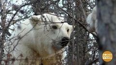 Как спасали белую медведицу. Доброе утро. Фрагмент выпуска от 06.10.2017