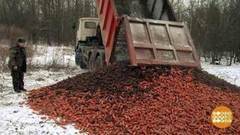 Налетайте, кабаны, морковка приехала! Доброе утро. Фрагмент выпуска от 23.01.2018