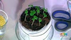 Пищевые отходы вместо химических удобрений. Жить здорово! Фрагмент выпуска от 28.02.2018