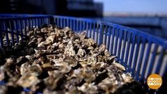 Знай наших! Устриц… Доброе утро. Фрагмент выпуска от 03.04.2018