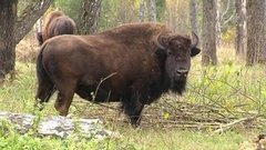 Зубры, пауки и не только. Доброе утро. Фрагмент выпуска от 14.10.2015