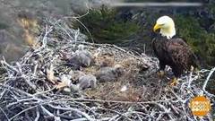 В мире. Орлиное семейство. Доброе утро. Фрагмент выпуска от 18.04.2018