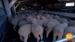 В мире. Стрижка овец. Доброе утро. Фрагмент выпуска от 27.04.2018