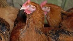 Блиц-ответ. Доброе утро. Фрагмент выпуска от 22.10.2015