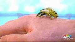 Совет за минуту: как не погибнуть от укуса. Жить здорово! Фрагмент выпуска от 29.05.2018