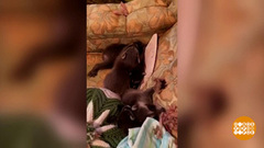 В мире. Семейство енотов. Доброе утро. Фрагмент выпуска от 04.07.2018