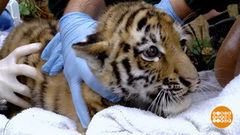 В мире. Амурские тигрята-близнецы. Доброе утро. Фрагмент от 19.09.2018