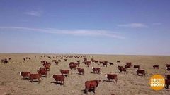 Пастухи на мотоциклах. Доброе утро. Фрагмент выпуска от 12.10.2018