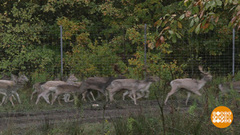 Лани на Кубани. Доброе утро. Фрагмент выпуска от 29.10.2018
