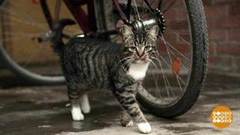 Света — котошеф. Доброе утро. Фрагмент выпуска от 28.11.2018