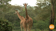 В мире. Жирафов станет больше. Доброе утро. Фрагмент выпуска от 03.12.2018