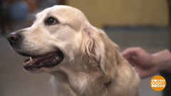 Петарда взрывается — собака пугается… Доброе утро. Фрагмент выпуска от 21.12.2018